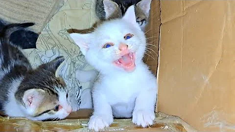 Watch the video about The Cutest Little Kittens in the World 🥰