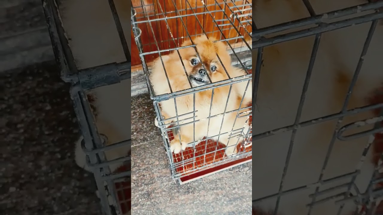 വീട്ടിൽ കയറി വരുമ്പോൾ പരിഭവം പറച്ചിൽ.പോകുമ്പോൾ പിണങ്ങിയും #pets #dog