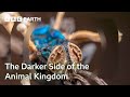 The darker side of the animal kingdom  bad natured full series  bbc earth