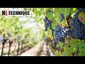 Harvesting Grapes To Produce Wine and Raisin In Factory - Modern Agricultural Processing Machine