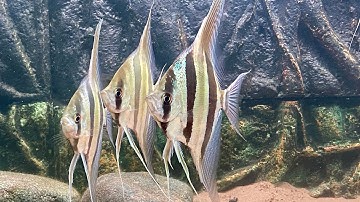 Đam mê dòng Altum