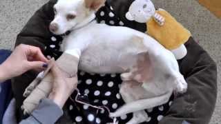How to change spoon splint on a dog