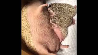 cute animal Милые животные видео подборка милые моменты животных