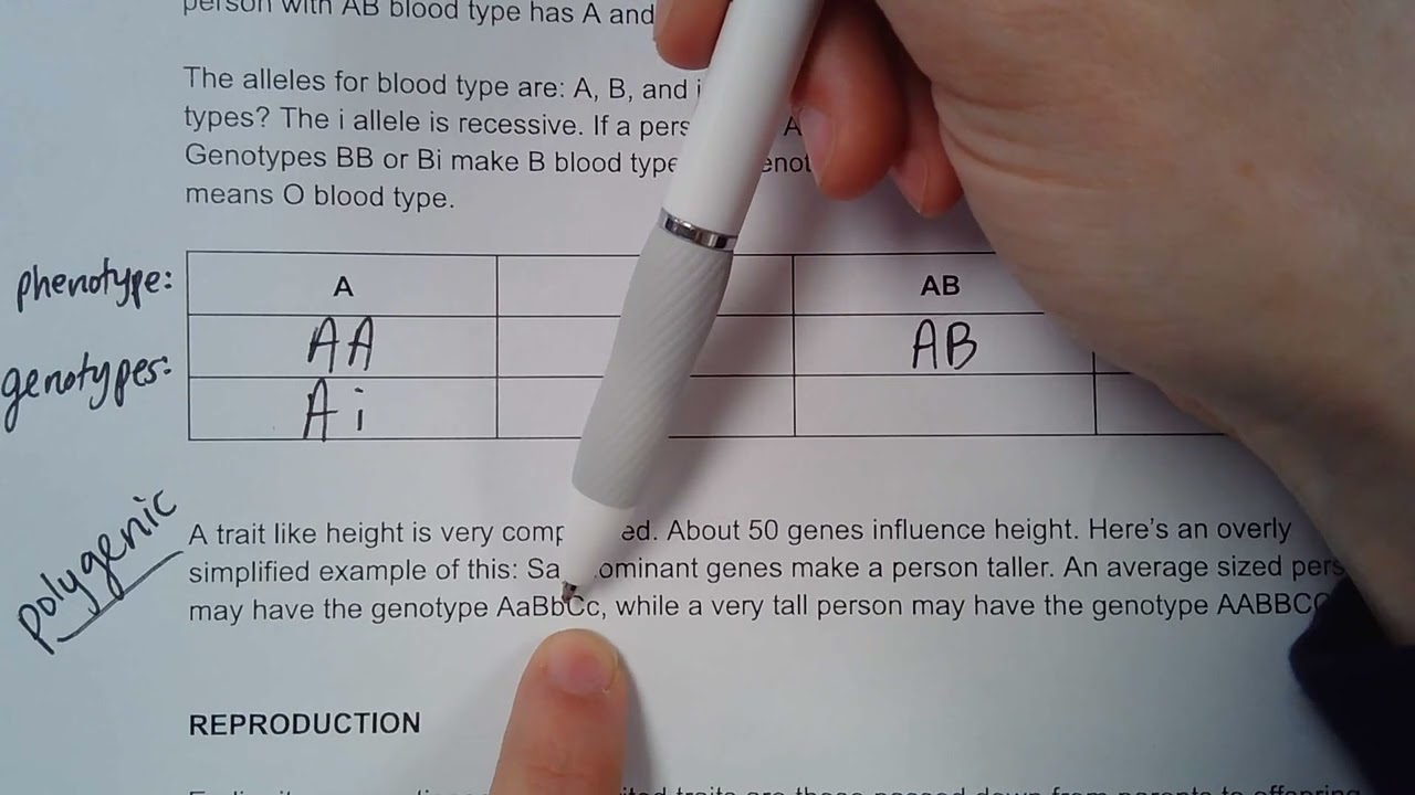 Genes part 3 - polygenic trait height