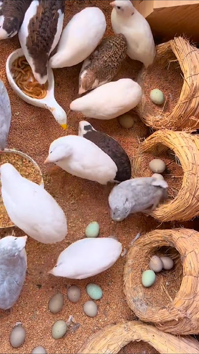 Budidaya burung puyuh hias