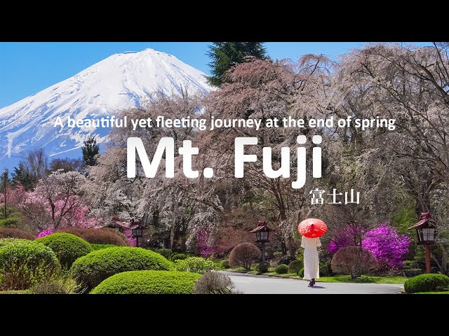 ネイト・ジョルジオ、【Mt.FUJI IN SPRING TIME】 A Beautiful yet Fleeting Journey through the Mt. Fuji Area