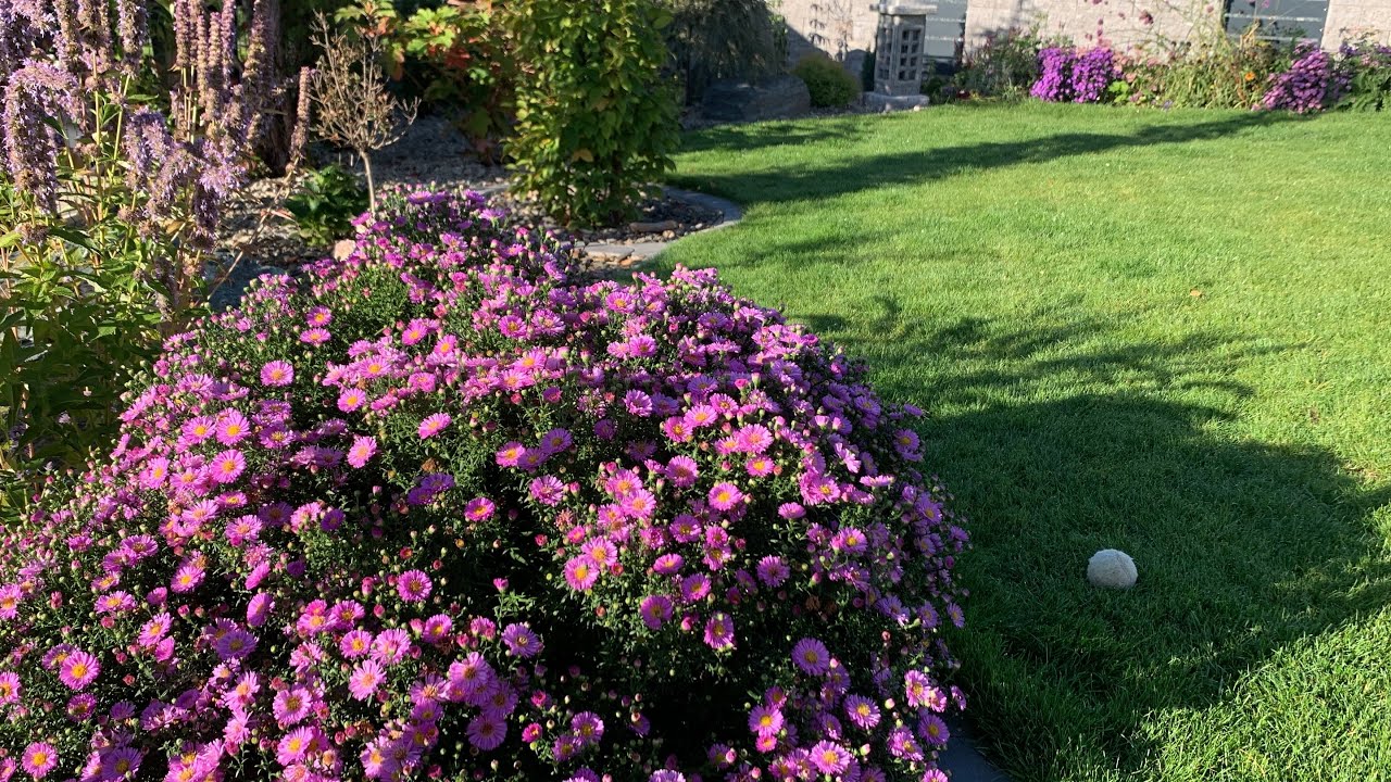 Szeptemberi kerttúra, a 2025-ös nyár utolsó napjai :) 