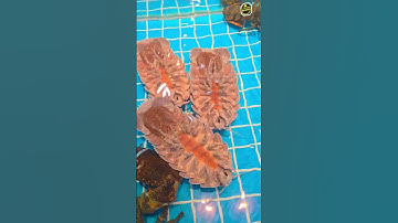 Hải sản siêu ngon sau bão 13/NH Hoài Hương 2,Lô D2 Đ, Nguyễn Trung Tin, p, Quy Nhơn Nam,Gia Lai mới