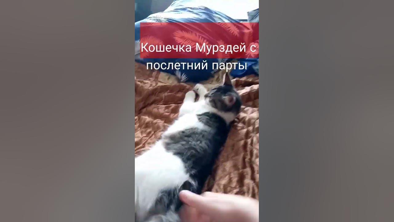 Кошечка Мурздей - YouTube