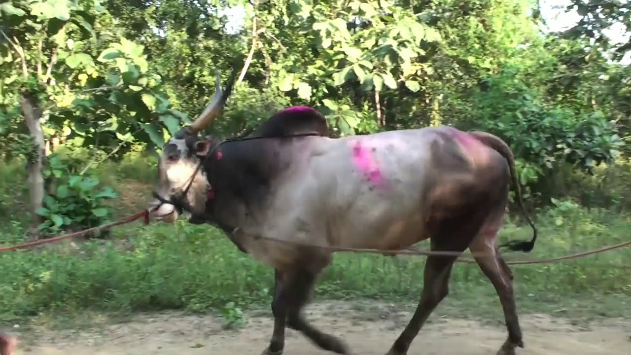 Jallikattu Whatsapp Status 1 | ஜல்லிக்கட்டு வாட்ஸ்அப் ஸ்டேட்டஸ்