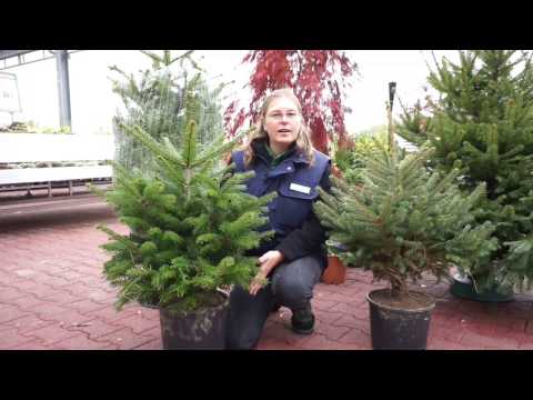 Video: Einen Weihnachtsbaum länger h altbar machen: Die Pflege eines lebendigen Weihnachtsbaums