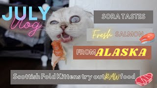 Scottish Fold Kitten Eats Fresh Salmon from Alaska [and guess what Oliver does?!] JULY VLOG by Oliver The fold 215 views 2 years ago 8 minutes, 58 seconds