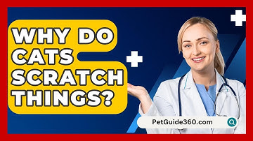 Why Do Cats Scratch Things? - PetGuide360.com