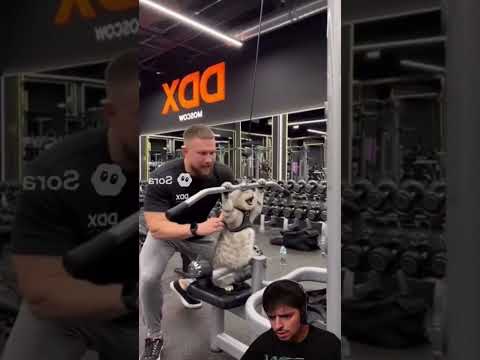 يتمرن القط في الجيم Cat Shorts