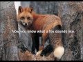 Screaming Foxes - Audio