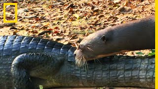 Différence entre la loutre et le phoque