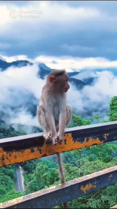 monkey fun🙈🙉🙊😂🤣😂#comedy #fun #bommai #kutty #monkey #animals #tag #trending #new #tirupur #friends