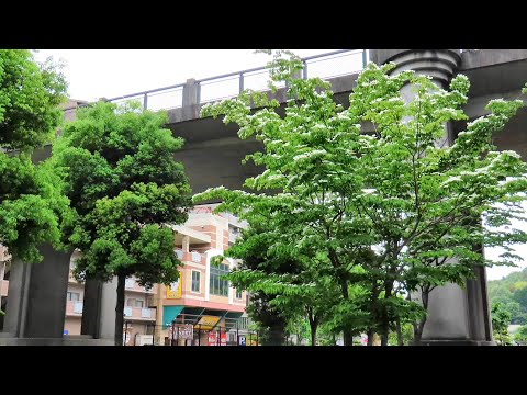 【ヤマボウシ咲いてます】バーミヤンから東広島市立中央図書館までのブールバール 2025/5/23　#東広島　#開花情報　ブランデンブルク協奏曲