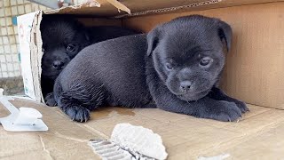Two Black Puppies Are Abandoned ! Barking Innocently,Who Wants To Raise Them ?
