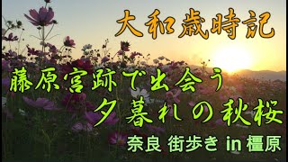 奈良 街歩き 163 大和歳時記　藤原宮跡で出会う　夕暮れの秋桜（コスモス） in 橿原 ( with English subtitles )
