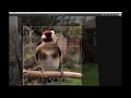 Photographing Birds with an iPhone