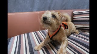 Rosie  Norfolk Terrier Puppy  3 Weeks Residential Dog Training
