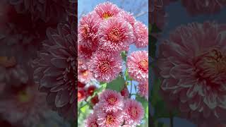Rose & Dahlia Delights: A Floral Symphony Of Beauty | #Beautiful #Rose #Dahliaflowers #Short