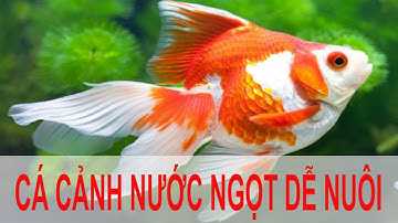 Kinh Nghiệm Nuôi cá cảnh nước ngọt dễ nuôi phù hợp với người mới bắt đầu.