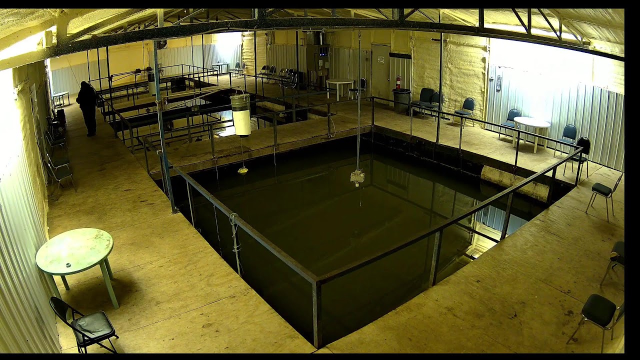 Belle Starr Marina Live