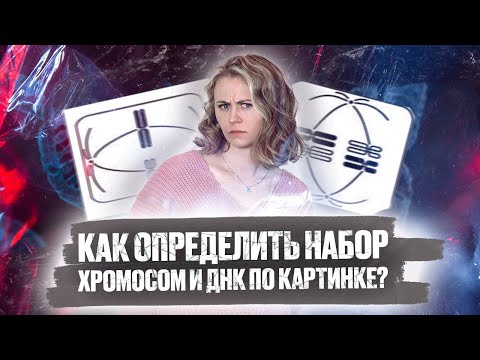 Как определить набор хромосом по картинке? | Биология ЕГЭ