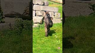 Gorilla Casually Standing Up!  #Gorilla #Standing #Asmr