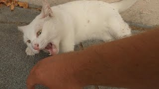 Angry White Cat Had a Really Bad Temper So I Let Her Attack Me...