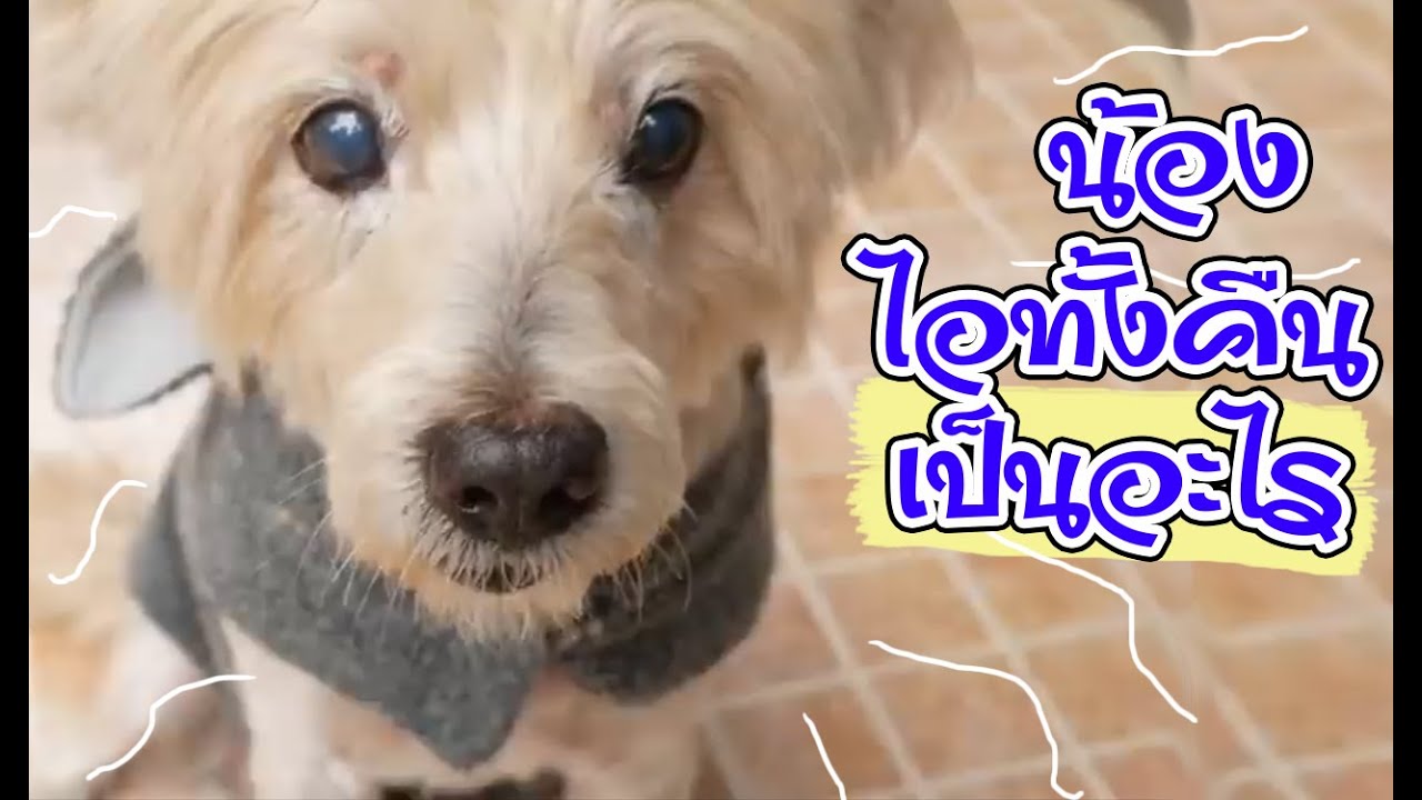สุนัขป่วย!!! โรคหลอดลมอักเสบในสุนัข อาการและวิธีดูแลสุนัขป่วย l love dog