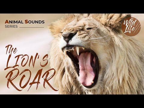 Roaring Majesty: Unveiling the Mystique of the Lion's Roar  Wildlife 