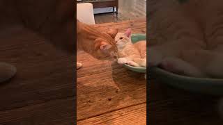 This Cat Hated His New Kitten Brother... At First | The Dodo