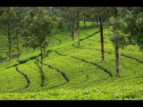 Journey of Munnar Hill Station in Kerala