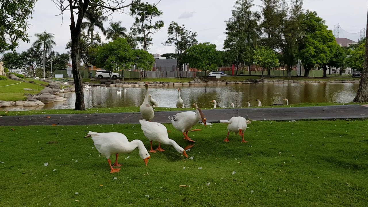 Kolam bebek sore-sore (2) 