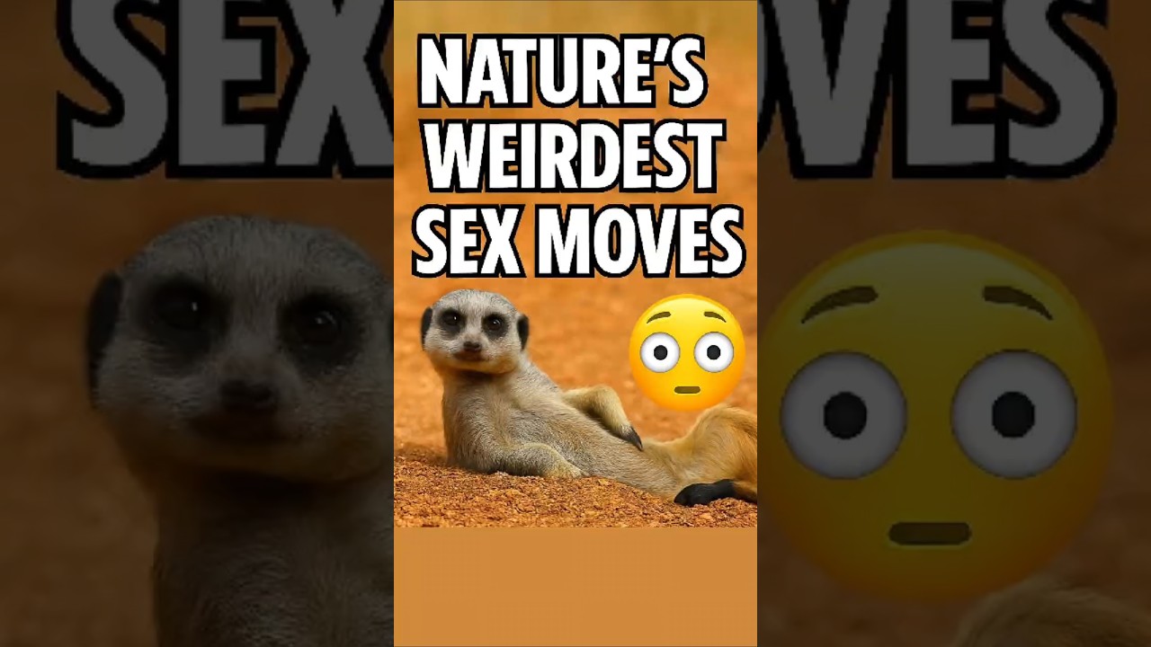 3 MOST Bizarre Animal Mating Rituals EVER  