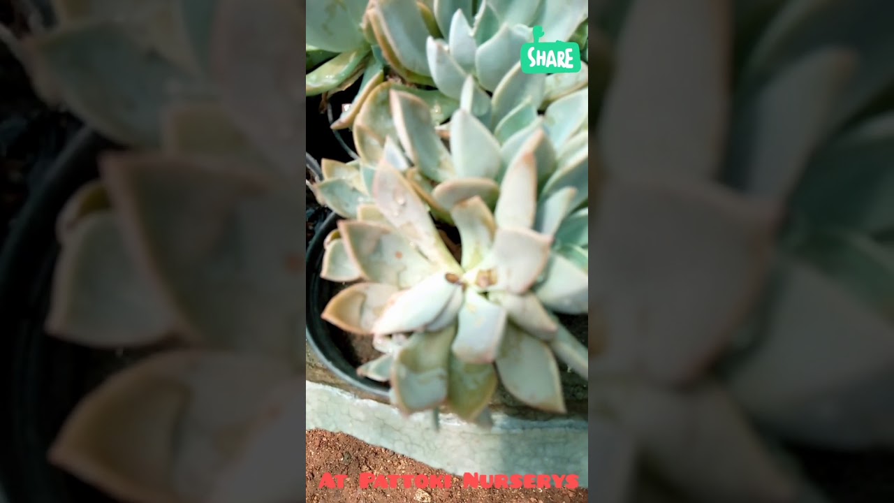 Cactus Plants Collection on Nursery π₯πΊ