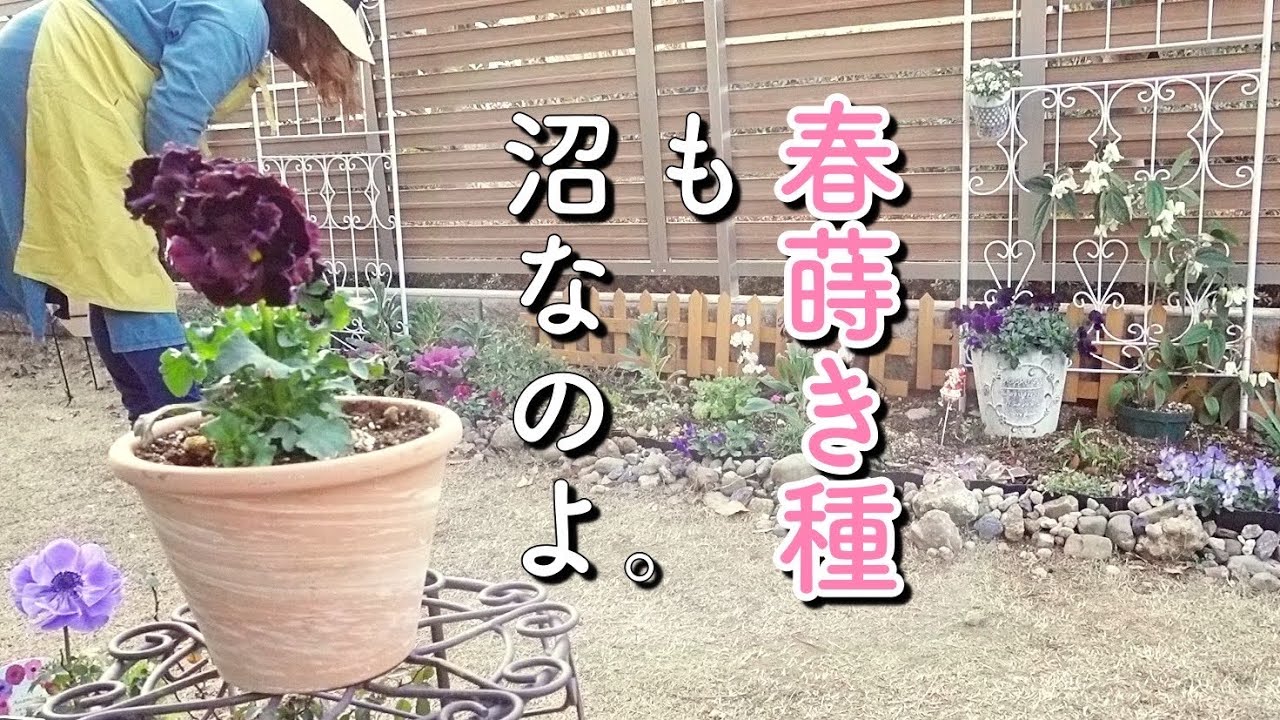 春の種集めにハマった結果 初心者でも育てやすかった種best３ 気ままに愉しむガーデニング Youtube