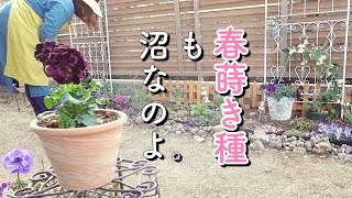 春の種集めにハマった結果｜初心者でも育てやすかった種Best３｜気ままに愉しむガーデニング