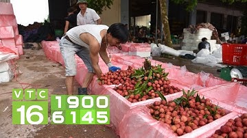 Cách bảo quản vải tươi lâu sau thu hoạch | VTC16