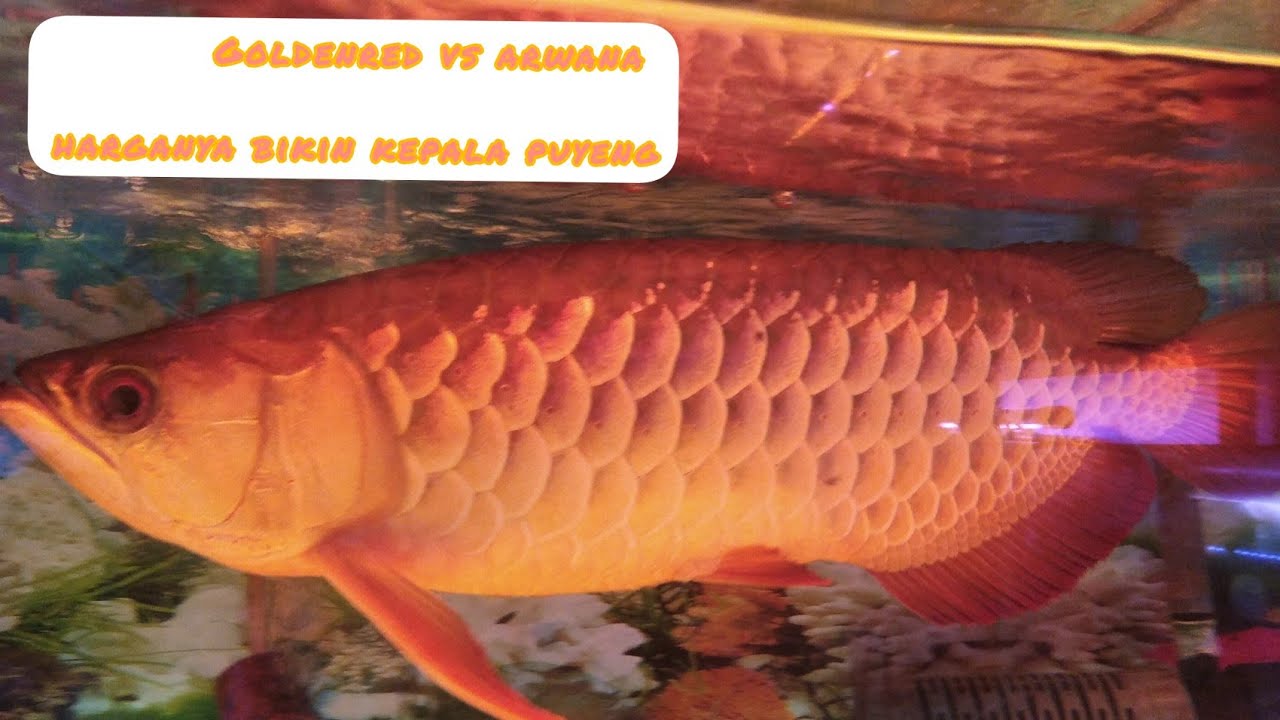 Goldenred seharga 4 5jt Arwana  8 5jt Bikin pala  puyeng 