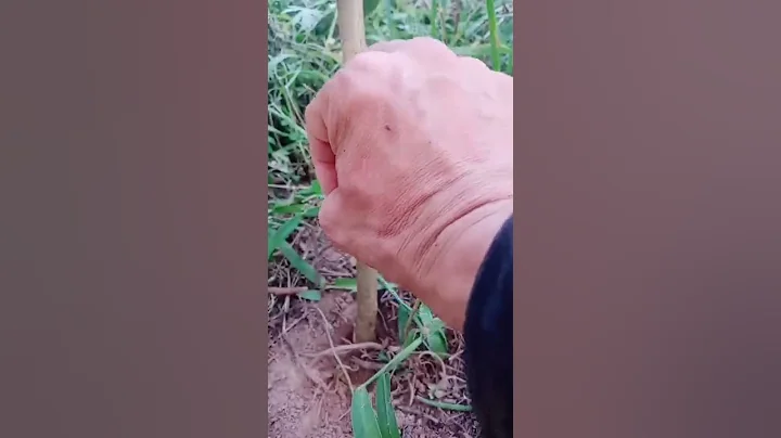 grafting an apple tree with a screwdriver and the result in a little over a month  drilling takes pl