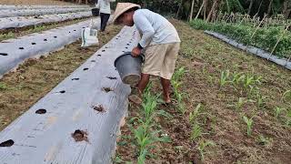 BRILLIANT FARMING IDEA! USING ORGANIC FERTILIZER THE SMART WAY🔥 - Agricultural Farming