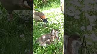 Pretty Egyptian geese goslings 🪿 Nilgänse Kücken #birdvideos #birdlover #birdlife #uccelli #vogel