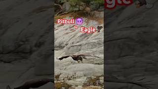 "Pitbull vs Eagle: Clash of Power!⚡🦅🐶"#PitbullVsEagle #WildVsTame#BattleOfStrength #shortsfeed#facts