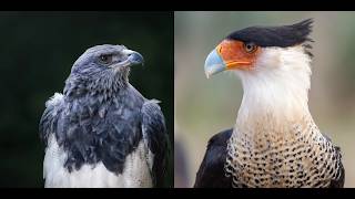 Buzzard-Eagles and Caracaras
