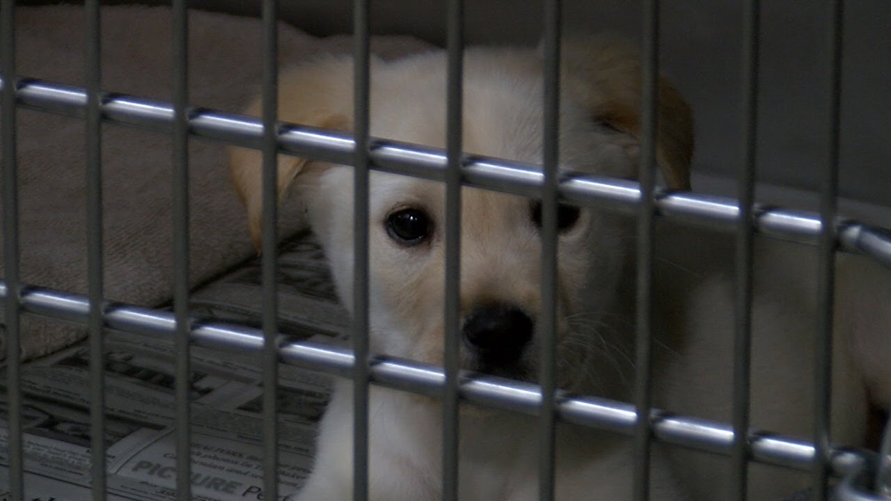 Kern County Animal Services Holding 20 Promotion Through Saturday Feb