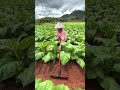 Precision Grafting for Stronger Seedlings 🌱